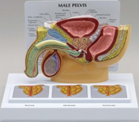 Male Pelvis With Prostate 3D Frame Pharmaceutical and Anatomical Model Gifts